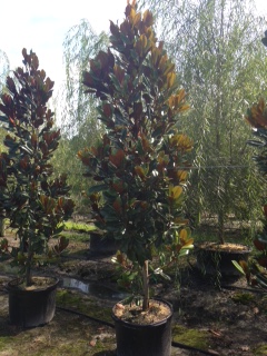magnolia-grandiflora-d-d-blanchard-southern-magnolia-d-d-blanchard-southern-magnolia