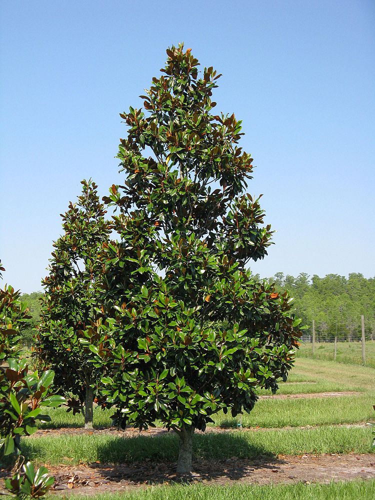 magnolia-grandiflora-d-d-blanchard-southern-magnolia-d-d-blanchard-southern-magnolia
