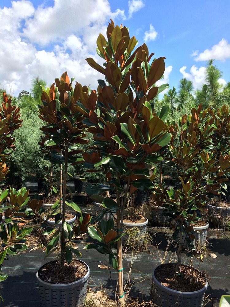 magnolia-grandiflora-d-d-blanchard-southern-magnolia-d-d-blanchard-southern-magnolia
