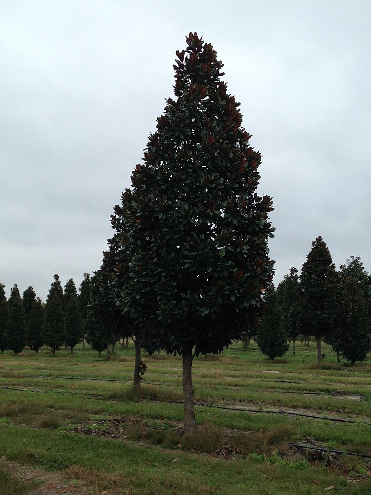 magnolia-grandiflora-d-d-blanchard-southern-magnolia-d-d-blanchard-southern-magnolia