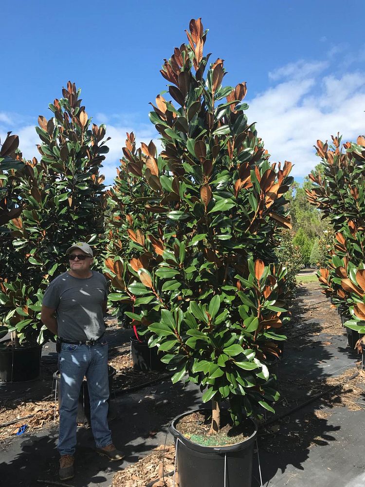 magnolia-grandiflora-d-d-blanchard-southern-magnolia-d-d-blanchard-southern-magnolia