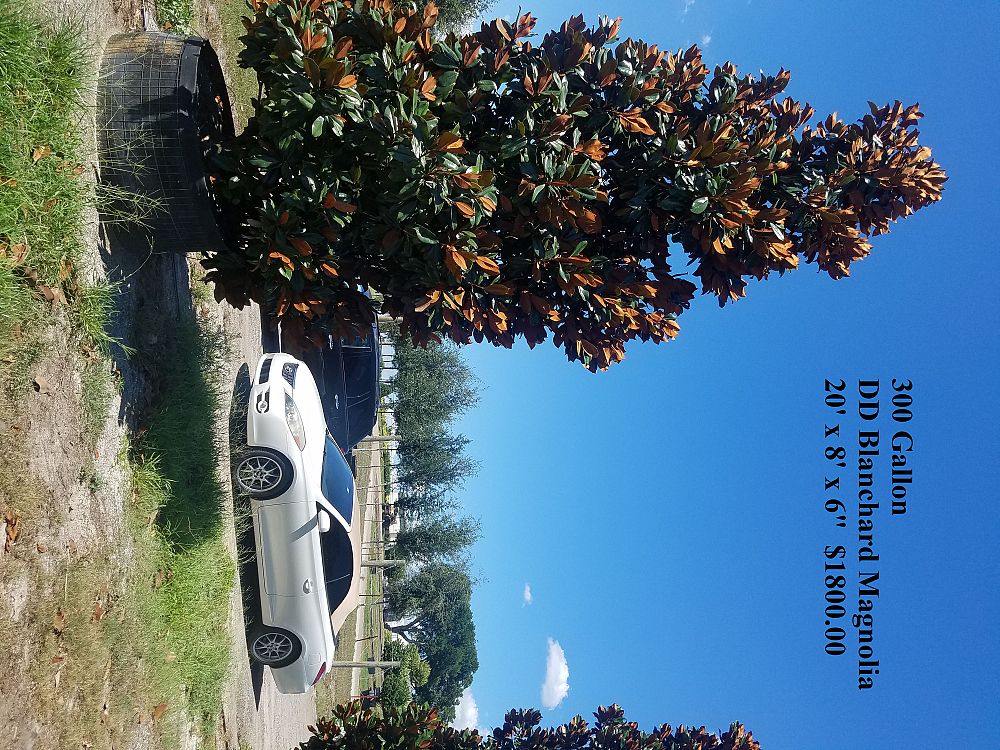 magnolia-grandiflora-d-d-blanchard-southern-magnolia-d-d-blanchard-southern-magnolia