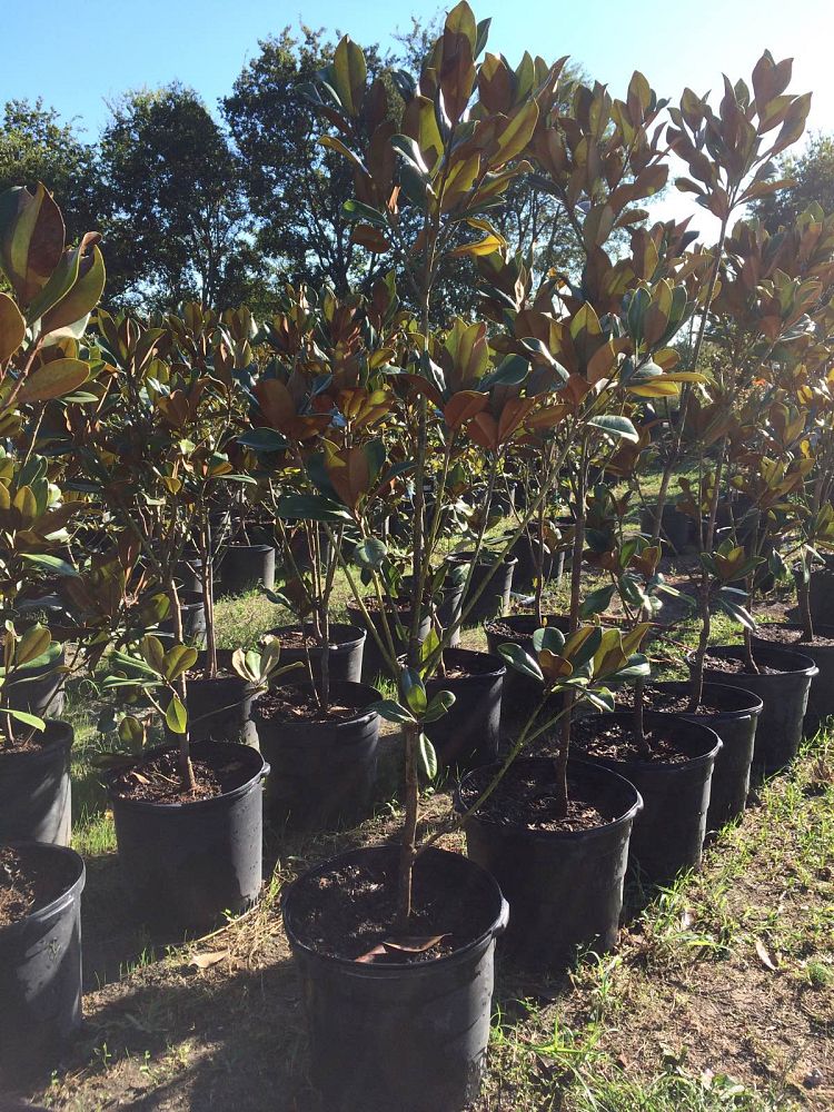 magnolia-grandiflora-d-d-blanchard-southern-magnolia-d-d-blanchard-southern-magnolia