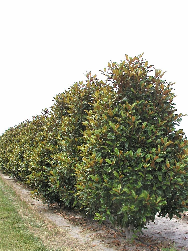 magnolia-grandiflora-d-d-blanchard-southern-magnolia-d-d-blanchard-southern-magnolia