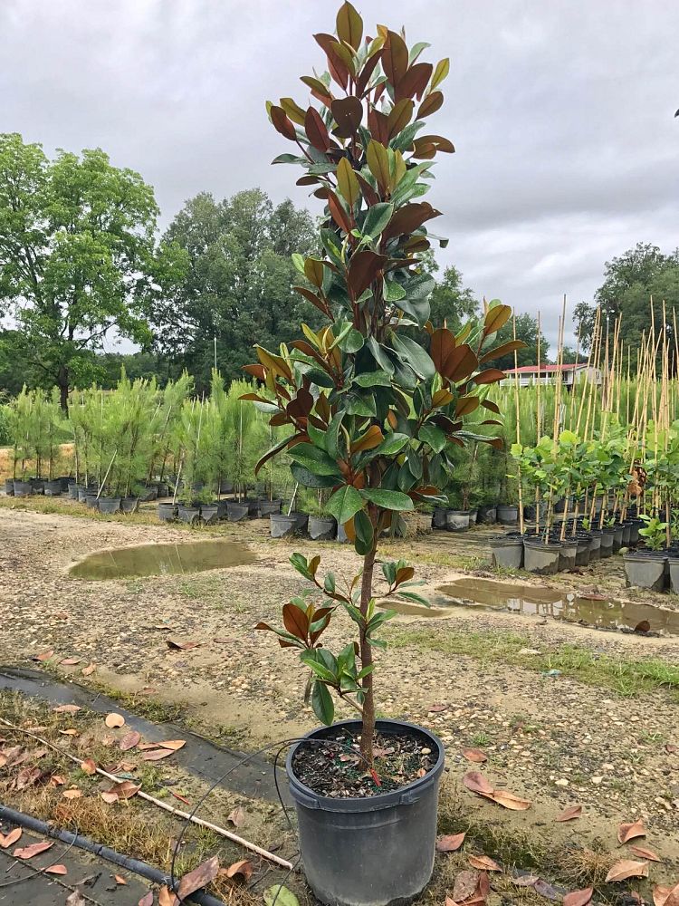 magnolia-grandiflora-d-d-blanchard-southern-magnolia-d-d-blanchard-southern-magnolia