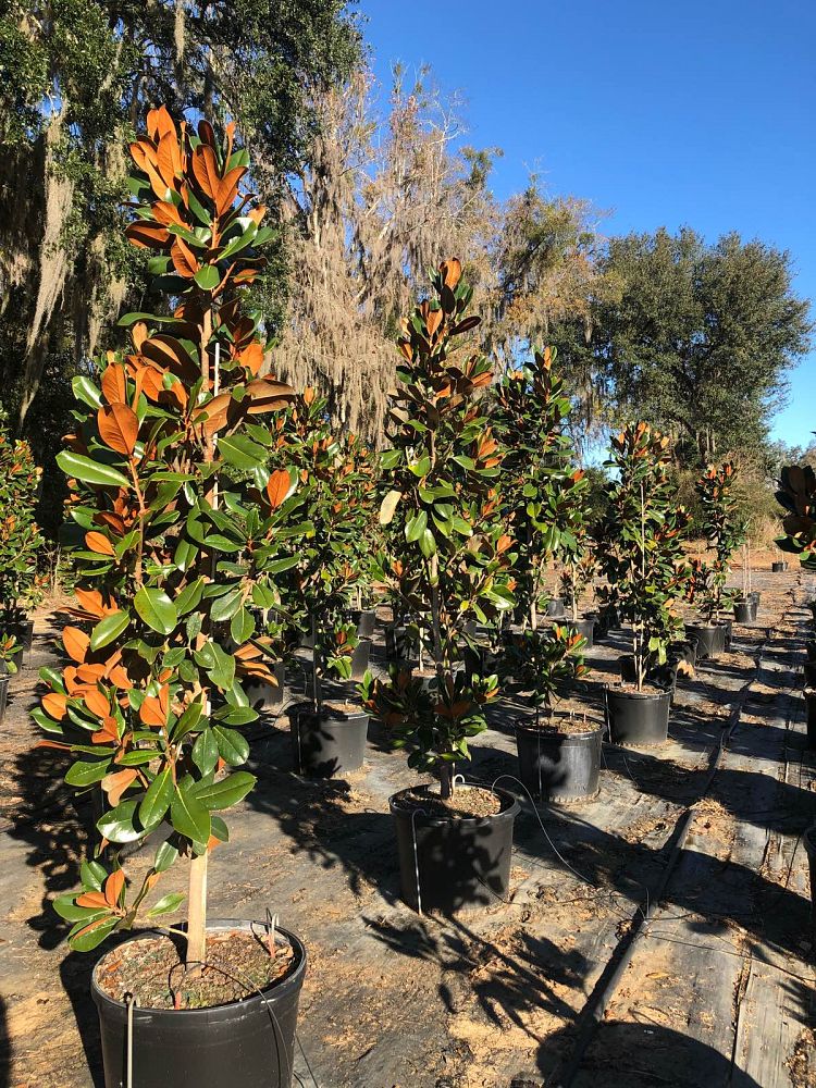 magnolia-grandiflora-d-d-blanchard-southern-magnolia-d-d-blanchard-southern-magnolia