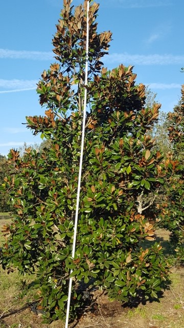 magnolia-grandiflora-d-d-blanchard-southern-magnolia-d-d-blanchard-southern-magnolia
