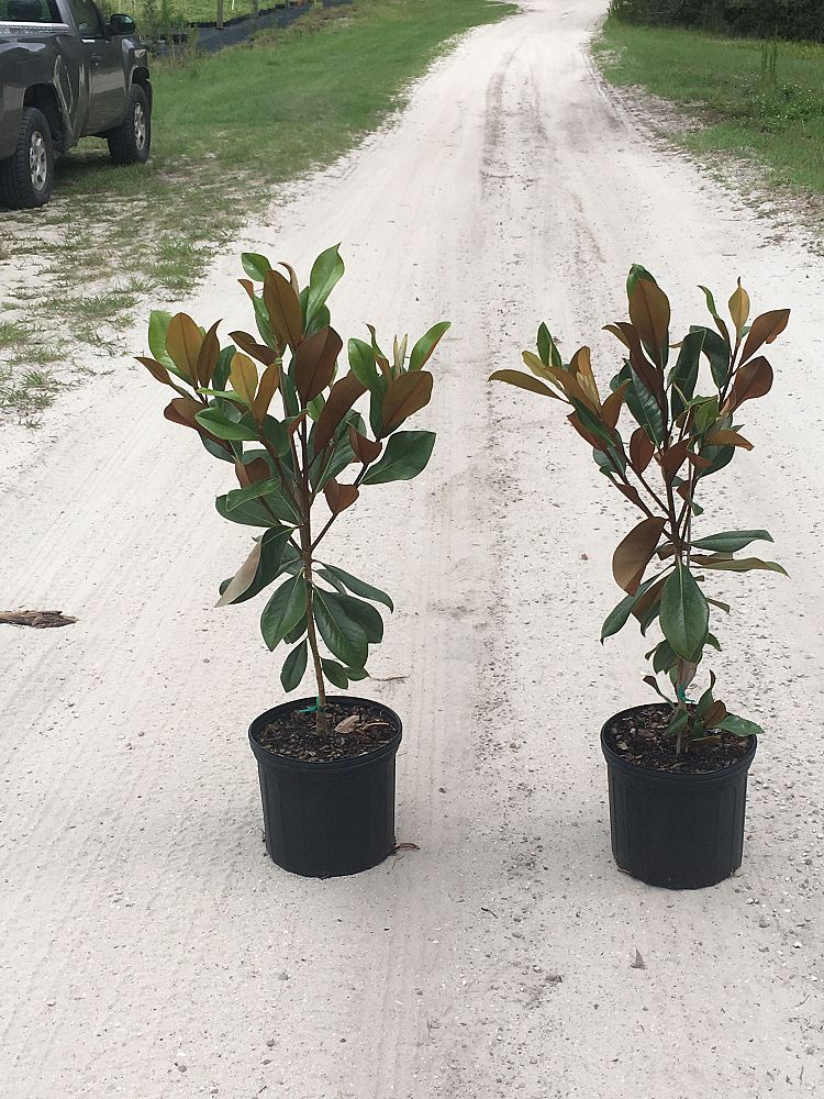 magnolia-grandiflora-d-d-blanchard-southern-magnolia-d-d-blanchard-southern-magnolia