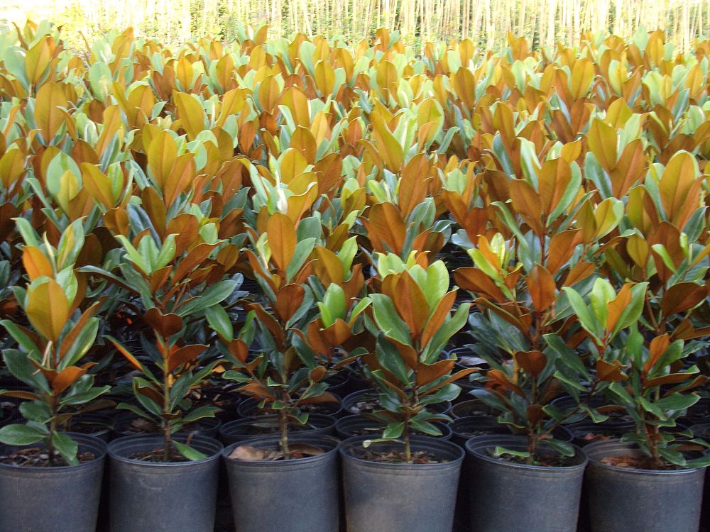 magnolia-grandiflora-d-d-blanchard-southern-magnolia-d-d-blanchard-southern-magnolia