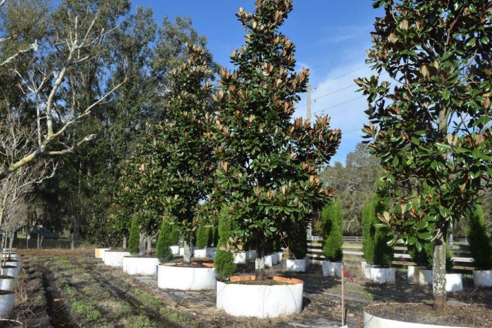 magnolia-grandiflora-d-d-blanchard-southern-magnolia-d-d-blanchard-southern-magnolia