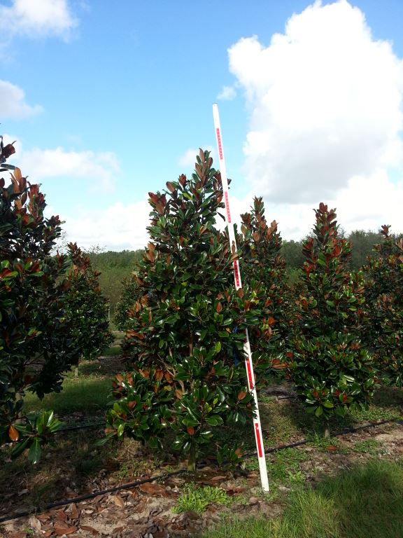 magnolia-grandiflora-d-d-blanchard-southern-magnolia-d-d-blanchard-southern-magnolia