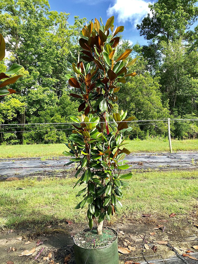 magnolia-grandiflora-d-d-blanchard-southern-magnolia-d-d-blanchard-southern-magnolia