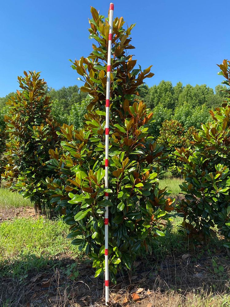 magnolia-grandiflora-d-d-blanchard-southern-magnolia-d-d-blanchard-southern-magnolia
