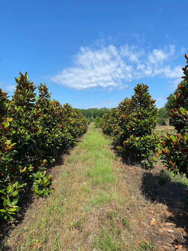 magnolia-grandiflora-d-d-blanchard-southern-magnolia-d-d-blanchard-southern-magnolia