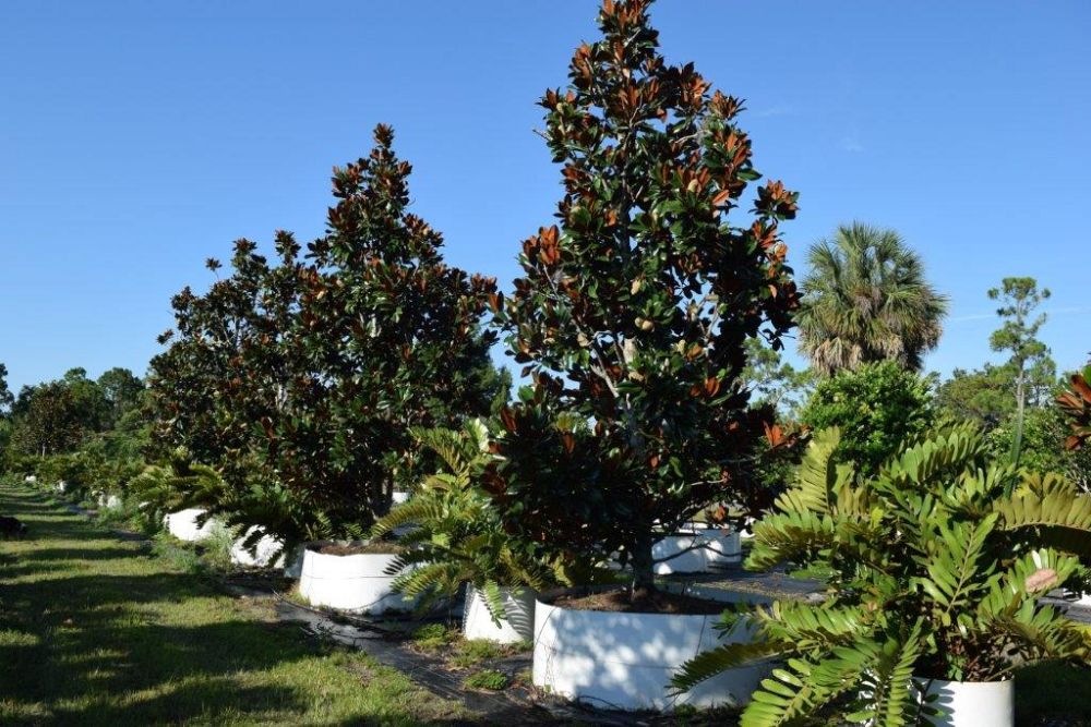 magnolia-grandiflora-d-d-blanchard-southern-magnolia-d-d-blanchard-southern-magnolia