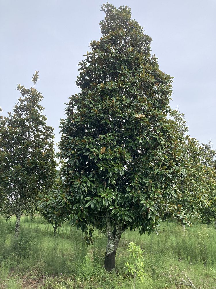 magnolia-grandiflora-d-d-blanchard-southern-magnolia-d-d-blanchard-southern-magnolia