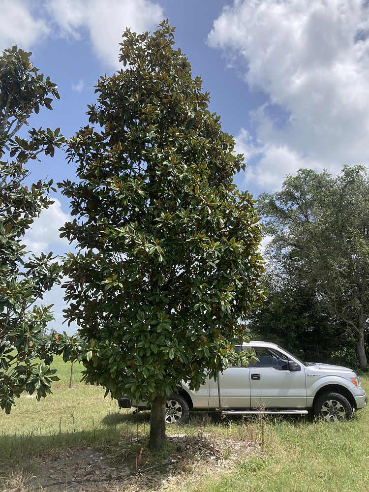 magnolia-grandiflora-d-d-blanchard-southern-magnolia-d-d-blanchard-southern-magnolia