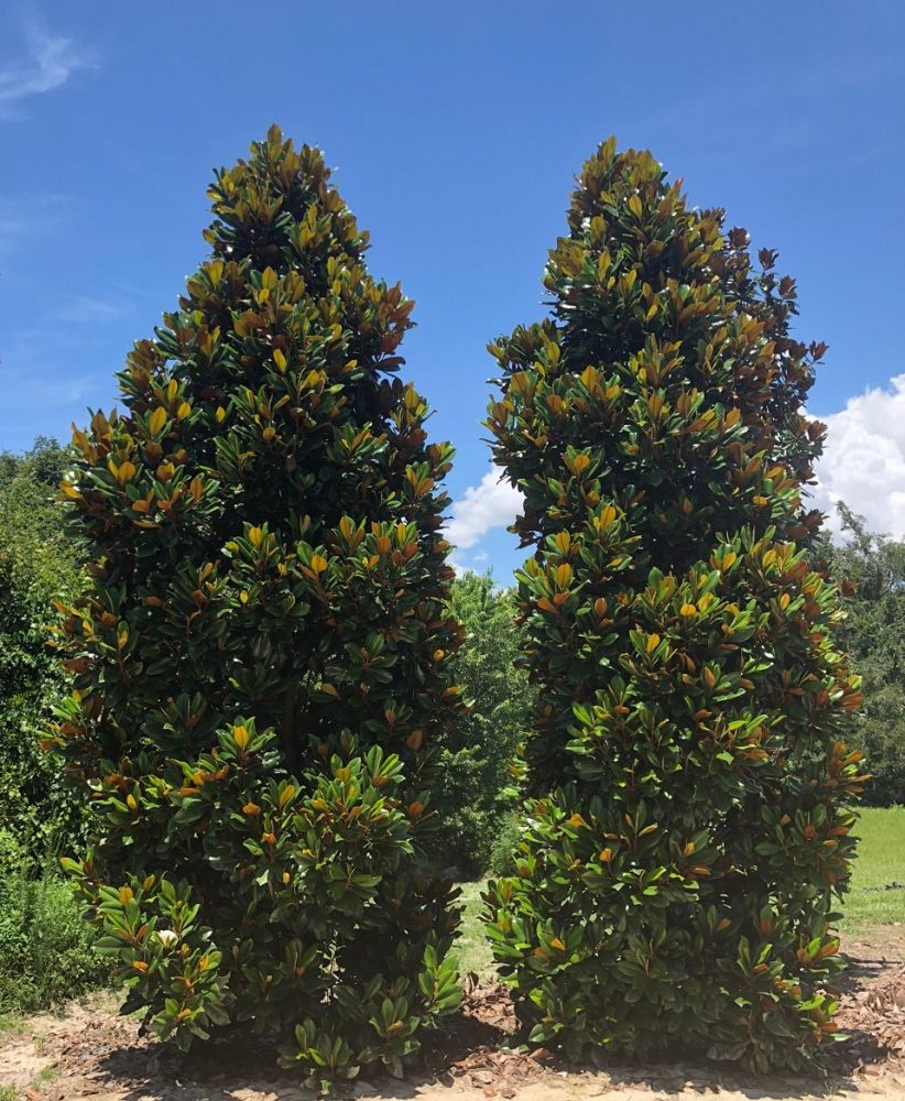 magnolia-grandiflora-d-d-blanchard-southern-magnolia-d-d-blanchard-southern-magnolia
