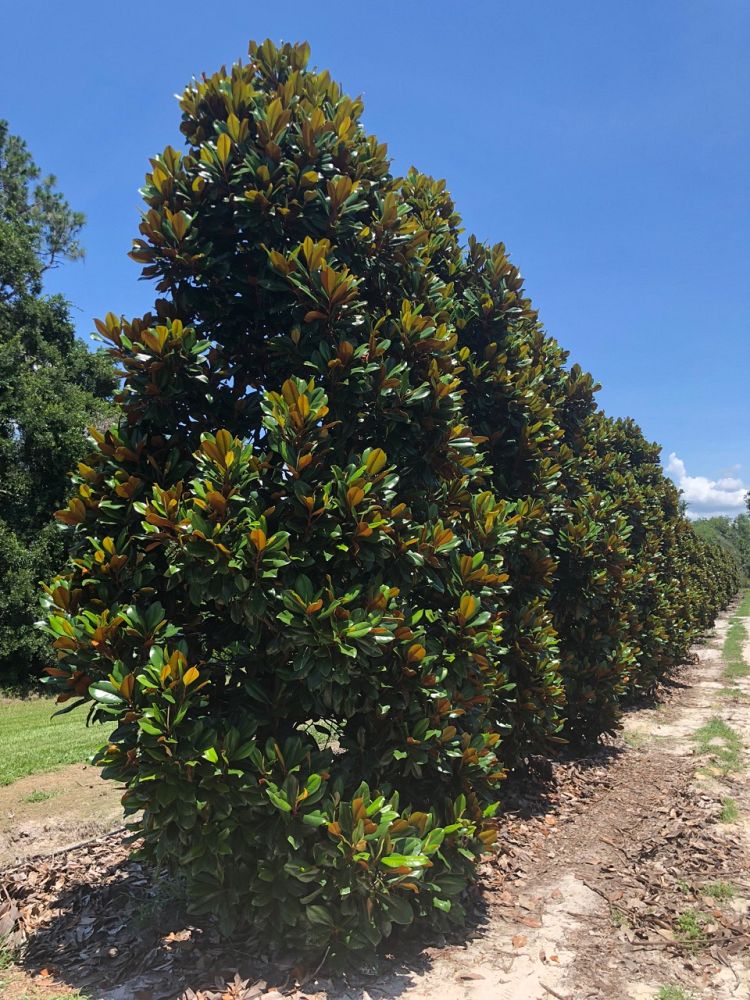 magnolia-grandiflora-d-d-blanchard-southern-magnolia-d-d-blanchard-southern-magnolia