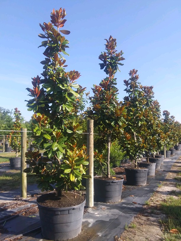 magnolia-grandiflora-d-d-blanchard-southern-magnolia-d-d-blanchard-southern-magnolia