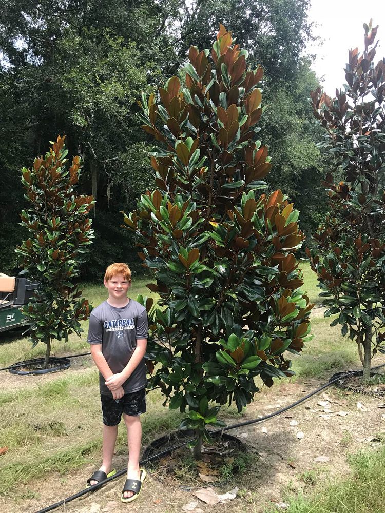 magnolia-grandiflora-d-d-blanchard-southern-magnolia-d-d-blanchard-southern-magnolia