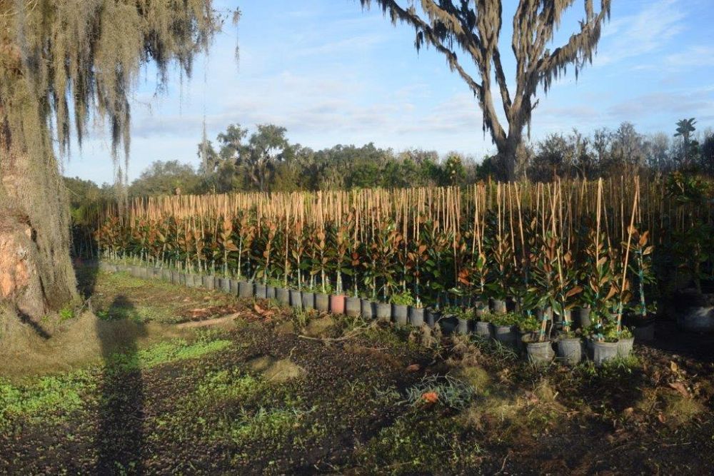 magnolia-grandiflora-d-d-blanchard-southern-magnolia-d-d-blanchard-southern-magnolia