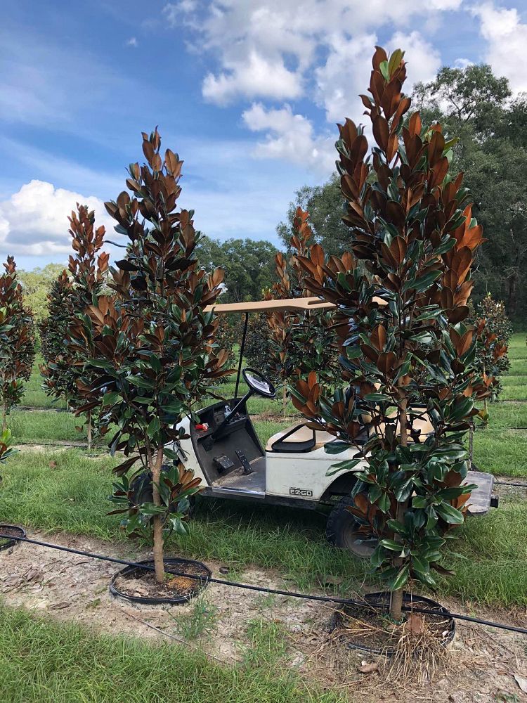 magnolia-grandiflora-d-d-blanchard-southern-magnolia-d-d-blanchard-southern-magnolia
