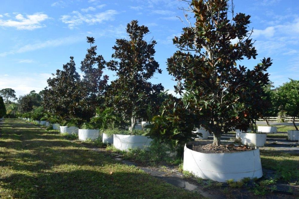 magnolia-grandiflora-d-d-blanchard-southern-magnolia-d-d-blanchard-southern-magnolia