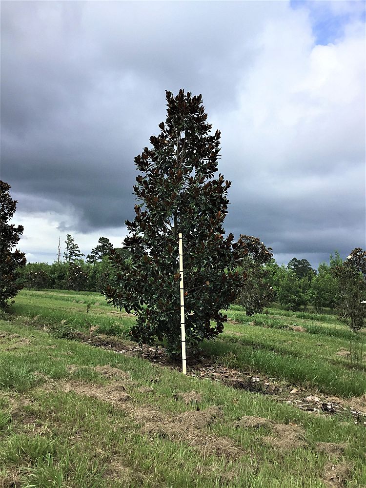 magnolia-grandiflora-d-d-blanchard-southern-magnolia-d-d-blanchard-southern-magnolia