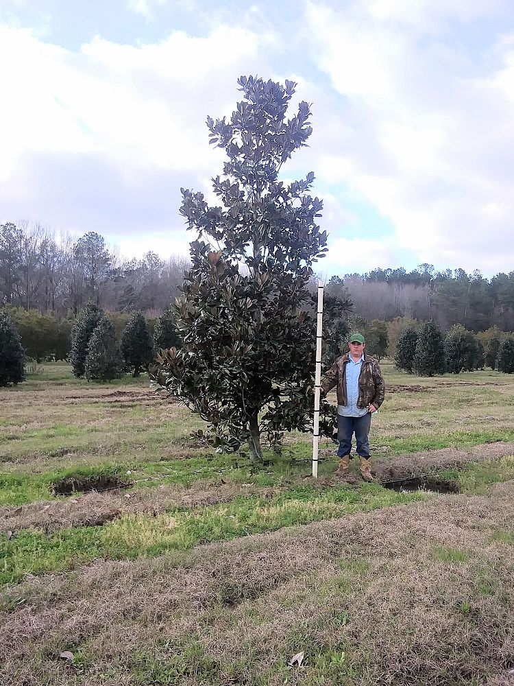 magnolia-grandiflora-d-d-blanchard-southern-magnolia-d-d-blanchard-southern-magnolia