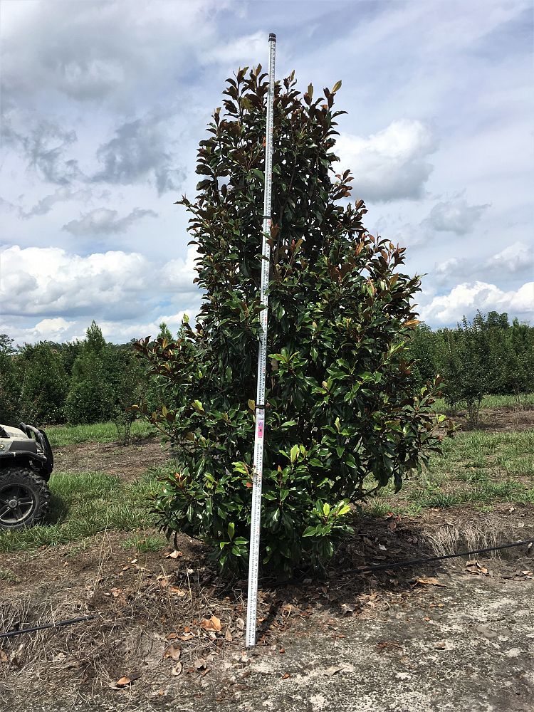 magnolia-grandiflora-d-d-blanchard-southern-magnolia-d-d-blanchard-southern-magnolia