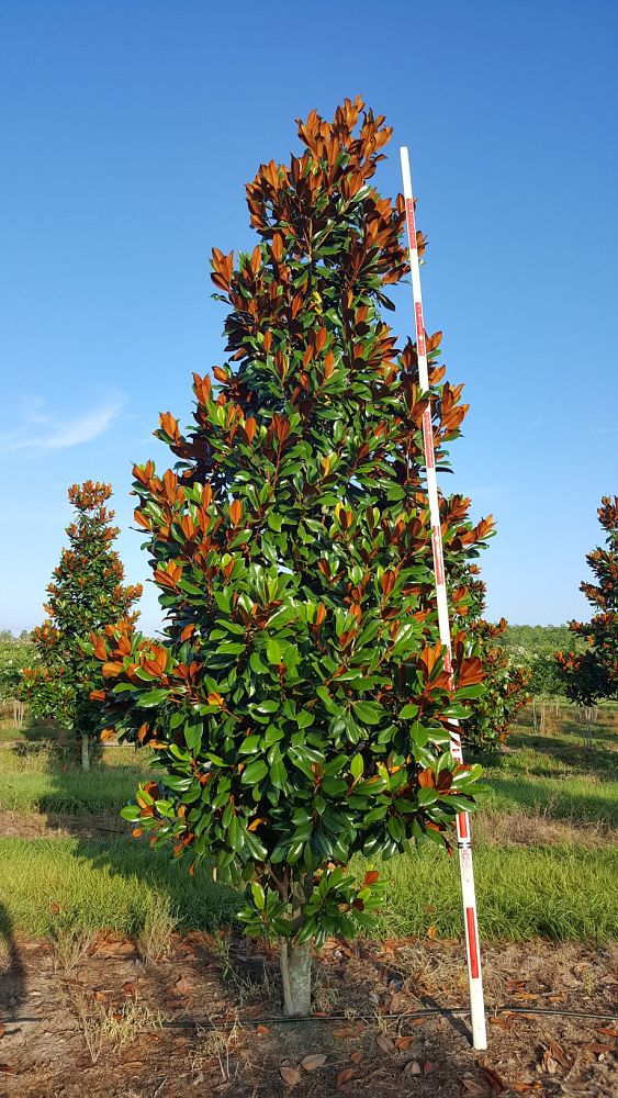 magnolia-grandiflora-d-d-blanchard-southern-magnolia-d-d-blanchard-southern-magnolia