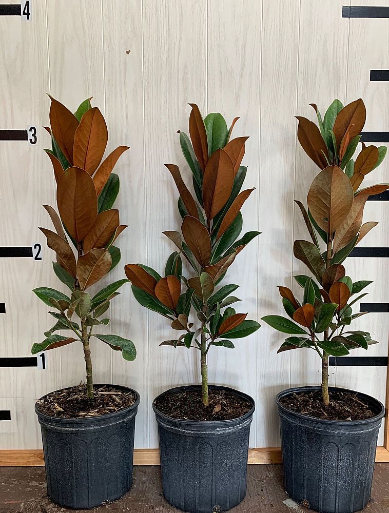 magnolia-grandiflora-d-d-blanchard-southern-magnolia-d-d-blanchard-southern-magnolia