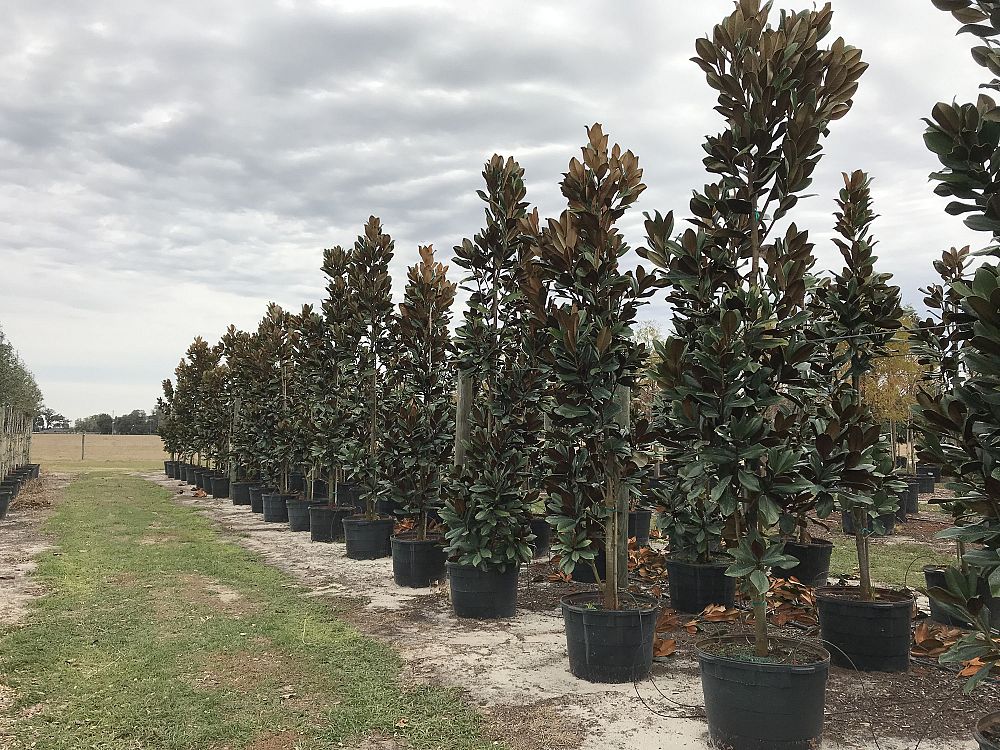 magnolia-grandiflora-d-d-blanchard-southern-magnolia-d-d-blanchard-southern-magnolia