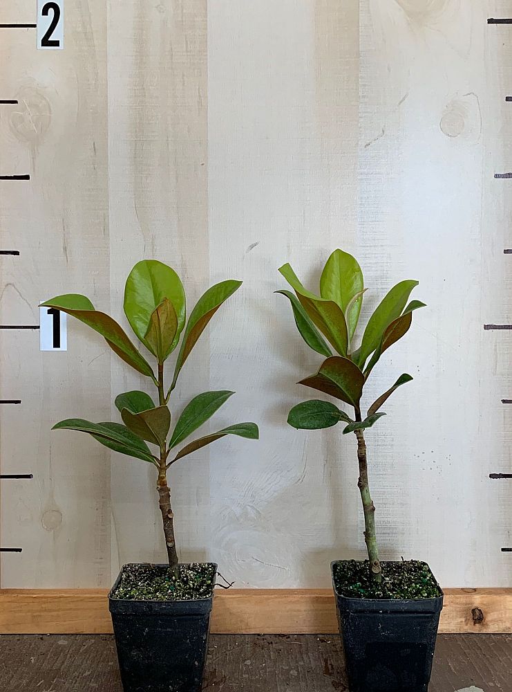 magnolia-grandiflora-d-d-blanchard-southern-magnolia-d-d-blanchard-southern-magnolia