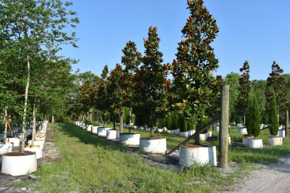 magnolia-grandiflora-d-d-blanchard-southern-magnolia-d-d-blanchard-southern-magnolia