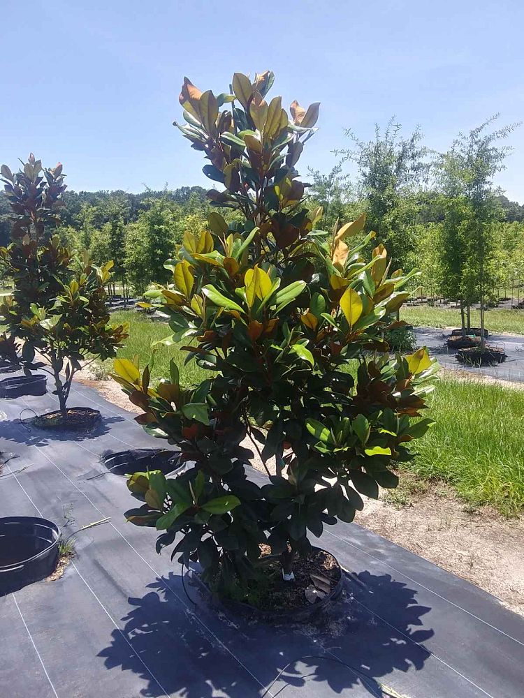 magnolia-grandiflora-d-d-blanchard-southern-magnolia-d-d-blanchard-southern-magnolia
