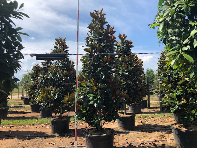 magnolia-grandiflora-d-d-blanchard-southern-magnolia-d-d-blanchard-southern-magnolia