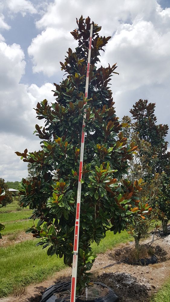 magnolia-grandiflora-d-d-blanchard-southern-magnolia-d-d-blanchard-southern-magnolia