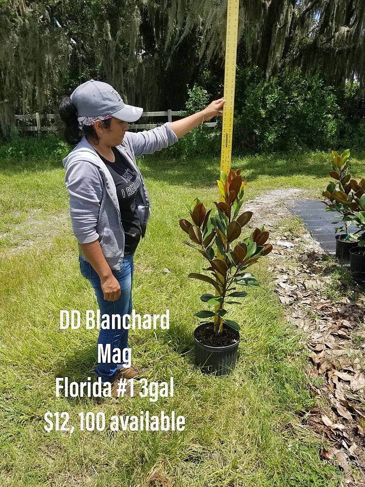 magnolia-grandiflora-d-d-blanchard-southern-magnolia-d-d-blanchard-southern-magnolia