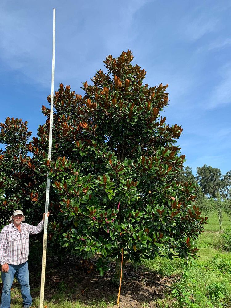 magnolia-grandiflora-d-d-blanchard-southern-magnolia-d-d-blanchard-southern-magnolia