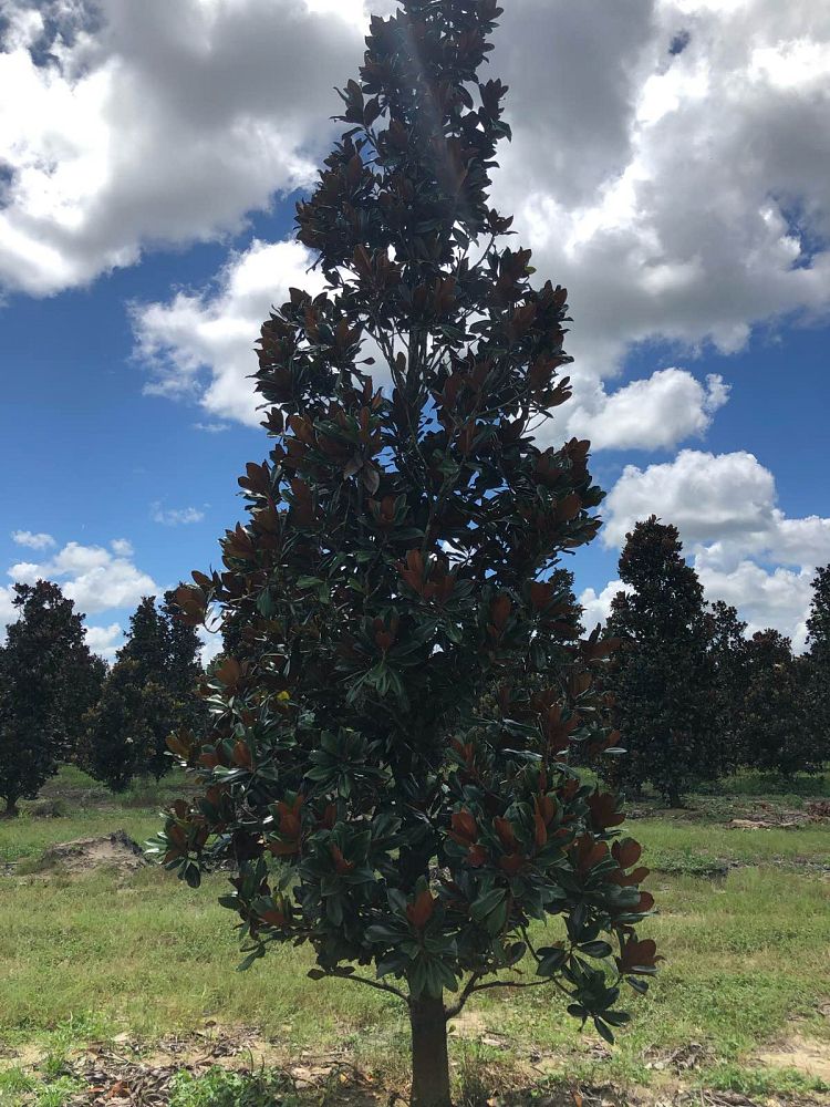 magnolia-grandiflora-d-d-blanchard-southern-magnolia-d-d-blanchard-southern-magnolia