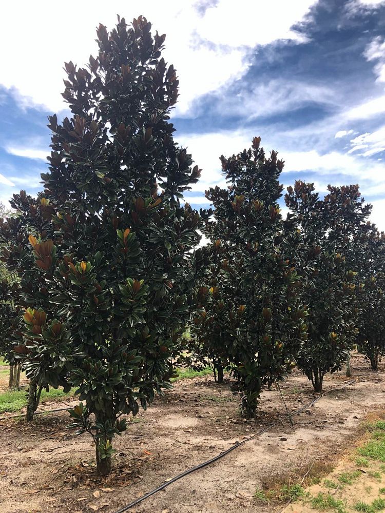 magnolia-grandiflora-d-d-blanchard-southern-magnolia-d-d-blanchard-southern-magnolia