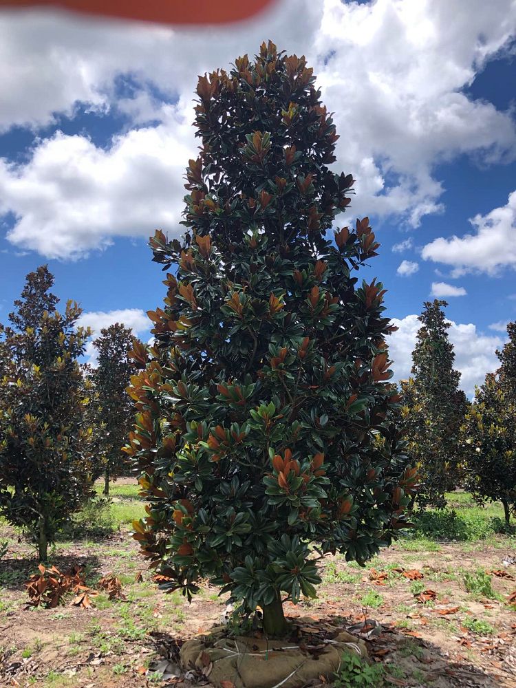 magnolia-grandiflora-d-d-blanchard-southern-magnolia-d-d-blanchard-southern-magnolia