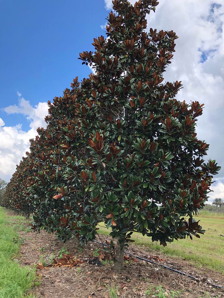magnolia-grandiflora-d-d-blanchard-southern-magnolia-d-d-blanchard-southern-magnolia