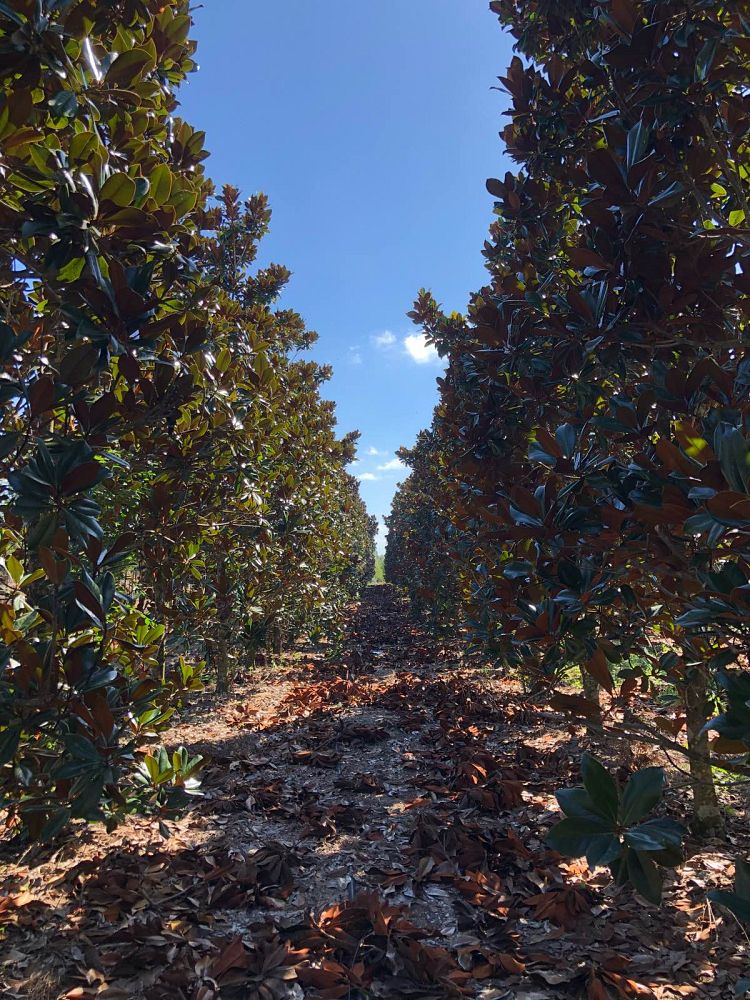 magnolia-grandiflora-d-d-blanchard-southern-magnolia-d-d-blanchard-southern-magnolia