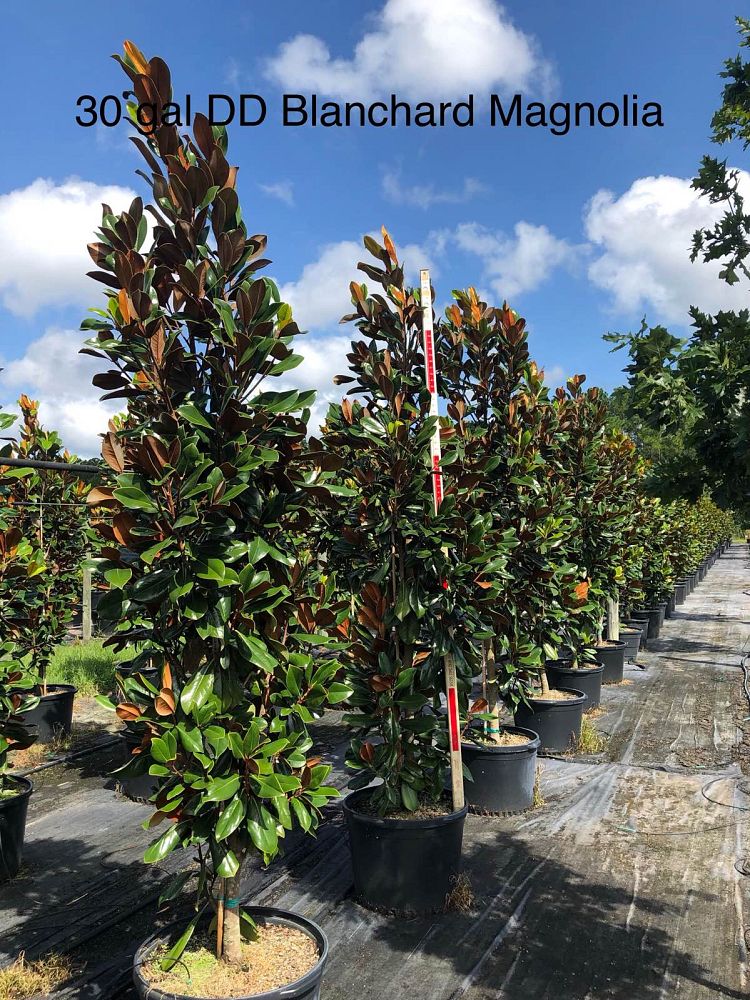 magnolia-grandiflora-d-d-blanchard-southern-magnolia-d-d-blanchard-southern-magnolia