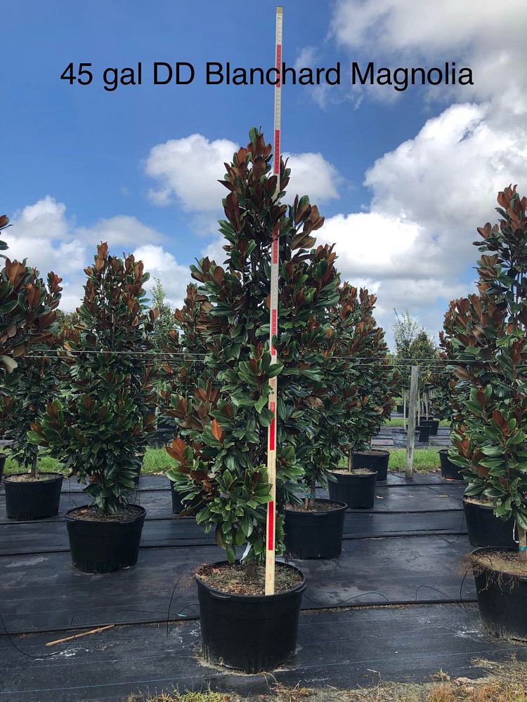 magnolia-grandiflora-d-d-blanchard-southern-magnolia-d-d-blanchard-southern-magnolia