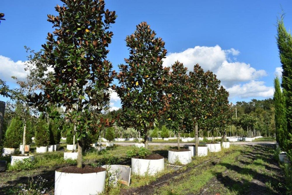magnolia-grandiflora-d-d-blanchard-southern-magnolia-d-d-blanchard-southern-magnolia