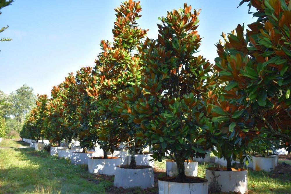 magnolia-grandiflora-d-d-blanchard-southern-magnolia-d-d-blanchard-southern-magnolia